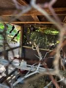 Homem é autuado por posse ilegal de arma e caça de animais silvestres em Santo Estêvão