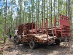 Caminhão com 90 metros cúbicos de eucalipto foi apreendido durante operação no sul da Bahia