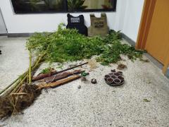 Plantação de maconha é encontrada em Mutuípe