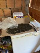  Ação realizada pela Polícia Civil encontrou entorpecentes, munições e insumos usados no preparo de maconha tipo “ice” e “skunk”