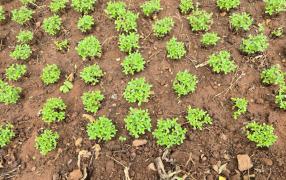 Área de cultivo estava na zona rural do município, e suspeitos utilizavam água desviada de adutora que abastece a cidade