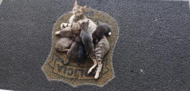 Gata Pérola encanta servidores da Polícia Civil e tem seis filhotes na 4ª Coorpin de Santo Antônio de Jesus