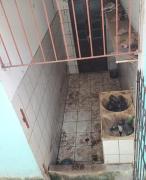 O tutor será investigado por maus-tratos e pode responder criminalmente