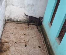 O tutor será investigado por maus-tratos e pode responder criminalmente