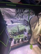 O dono do material ilícito foi preso em flagrante em mandado de busca cumprido pelo Departamento Especializado de Investigação e Repressão ao Narcotráfico (Denarc)