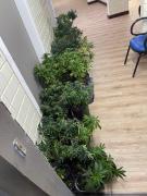 O dono do material ilícito foi preso em flagrante em mandado de busca cumprido pelo Departamento Especializado de Investigação e Repressão ao Narcotráfico (Denarc)