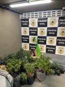 O dono do material ilícito foi preso em flagrante em mandado de busca cumprido pelo Departamento Especializado de Investigação e Repressão ao Narcotráfico (Denarc)