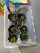 O dono do material ilícito foi preso em flagrante em mandado de busca cumprido pelo Departamento Especializado de Investigação e Repressão ao Narcotráfico (Denarc)