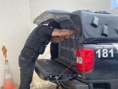  O homem de 50 anos foi localizado em um bar após denúncias de violência física, sexual, psicológica e apropriação de benefício previdenciário da vítima de 71 anos