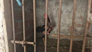 Dois homens são presos durante Operação Carcará no Recôncavo Baiano