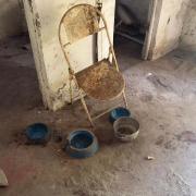  Ação da Operação Guardiões da Vida Animal resgatou cão em situação de abandono