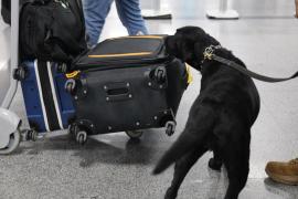 A ação integra estratégia de combate ao tráfico de entorpecentes no período pré-carnavalesco