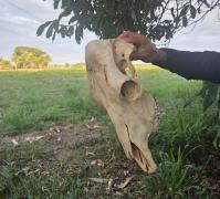 A ação cumpriu mandados em açougues e resultou na prisão de seis pessoas em Porto Seguro