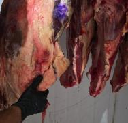 A ação cumpriu mandados em açougues e resultou na prisão de seis pessoas em Porto Seguro