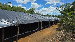 Ação apreendeu ainda cerca de uma tonelada da droga pronta para consumo