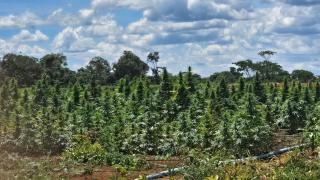 Ação apreendeu ainda cerca de uma tonelada da droga pronta para consumo