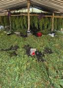 Ação apreendeu ainda cerca de uma tonelada da droga pronta para consumo