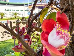 ”Da Porta ao Empoderamento: Retratos da Casa da Mulher Brasileira” destaca a importância da rede de proteção às mulheres em situação de violência