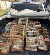 Animais eram mantidos em cativeiros irregulares em duas residências