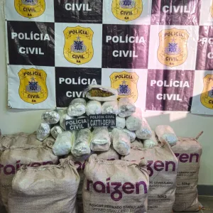 Drogas apreendidas 