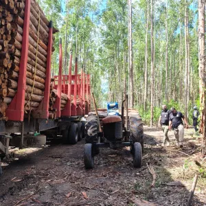 Caminhão com 90 metros cúbicos de eucalipto foi apreendido durante operação no sul da Bahia