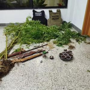 Plantação de maconha é encontrada em Mutuípe