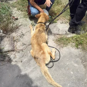Mulher é presa em flagrante por maus-tratos a animal durante operação da Polícia Civil em Feira de Santana