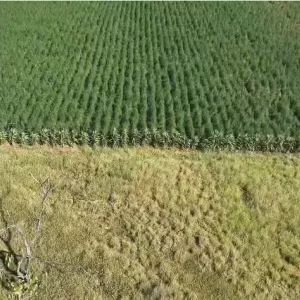 Segunda fase da Operação Raízes Ocultas erradica 300 mil pés de maconha em Ibitiara