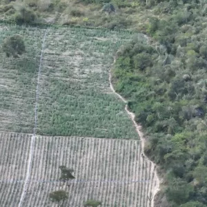Terceira fase da Operação Raízes Ocultas erradica 200 mil pés de maconha