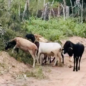 Animais recuperados 