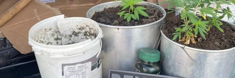 Laboratório de drogas é desativado em Sete de Abril durante a Operação Proteger