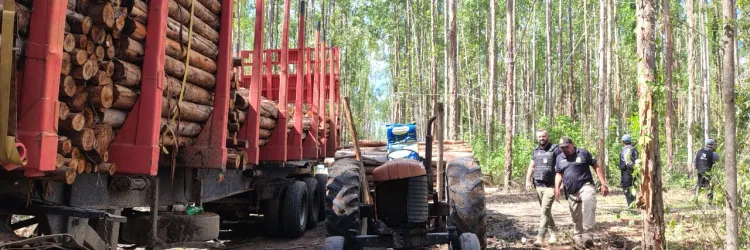 Caminhão com 90 metros cúbicos de eucalipto foi apreendido durante operação no sul da Bahia