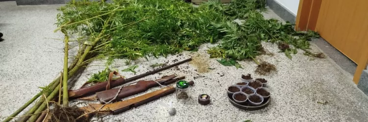 Plantação de maconha é encontrada em Mutuípe