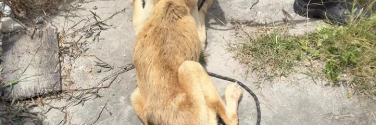 Mulher é presa em flagrante por maus-tratos a animal durante operação da Polícia Civil em Feira de Santana