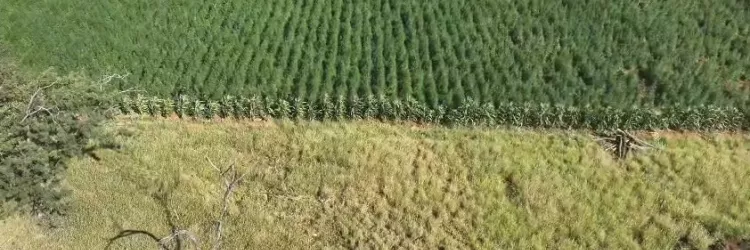 Segunda fase da Operação Raízes Ocultas erradica 300 mil pés de maconha em Ibitiara