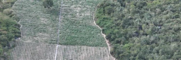 Terceira fase da Operação Raízes Ocultas erradica 200 mil pés de maconha