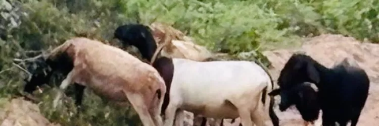 Animais recuperados 