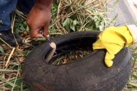 cidadao_usuario_noticias_dengue4