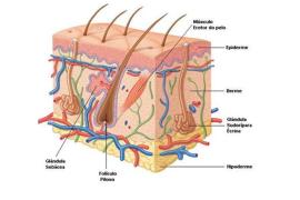 cidadao_usuario_noticias_transplante_pele