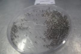 noticias_cidadao_usuario_aedes_juazeiro