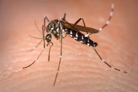 SESAB ORIENTA A POPULAÇÃO A SE VACINAR CONTRA A FEBRE AMARELA NESTE VERÃO