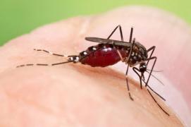 mosquito_aedes