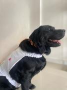 Divulgação_Cão Terapeuta Mel