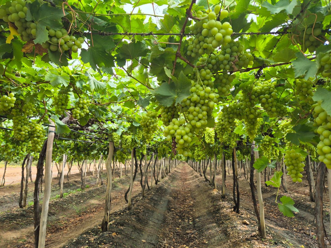 Novos investimentos e produtos inovadores impulsionam a economia no território Sertão do São Francisco 