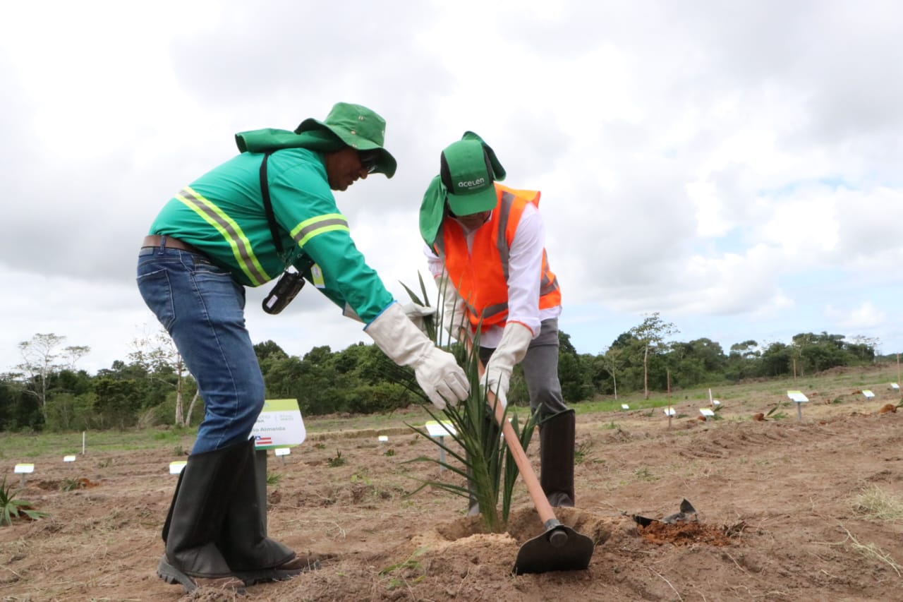 Acelen Renováveis dá início ao plantio da macaúba em Cachoeira, na Bahia