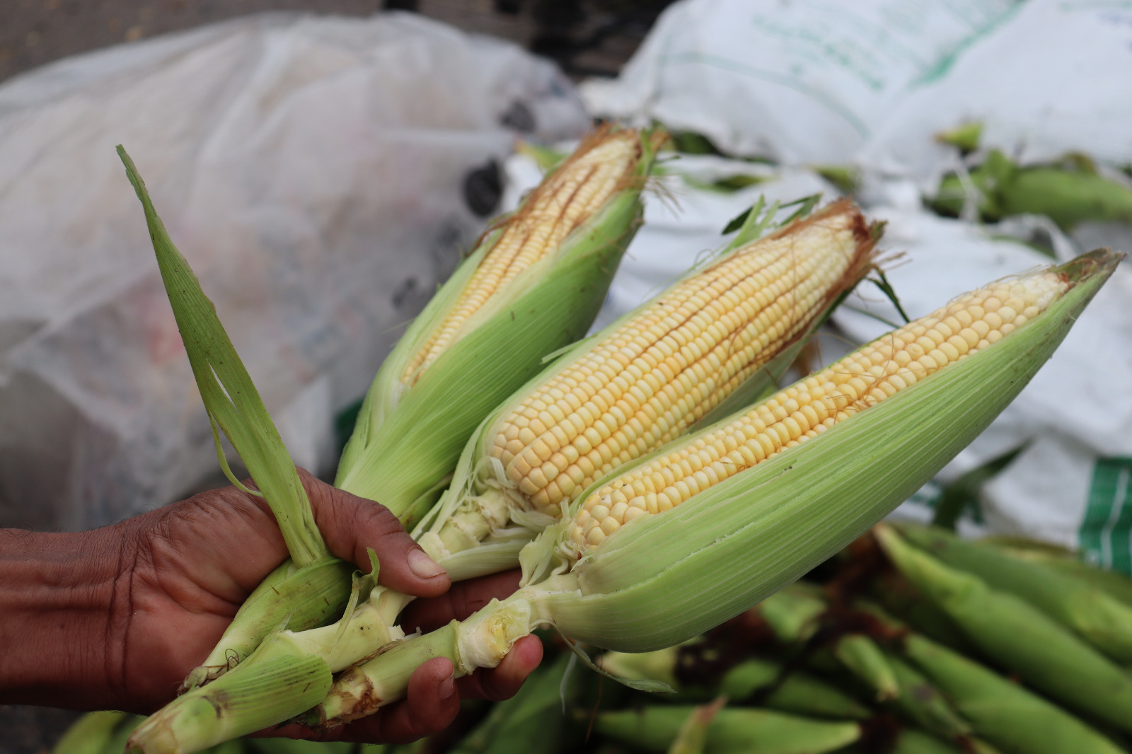 Ceasa: Feira de São João começa nesta sexta-feira (23)