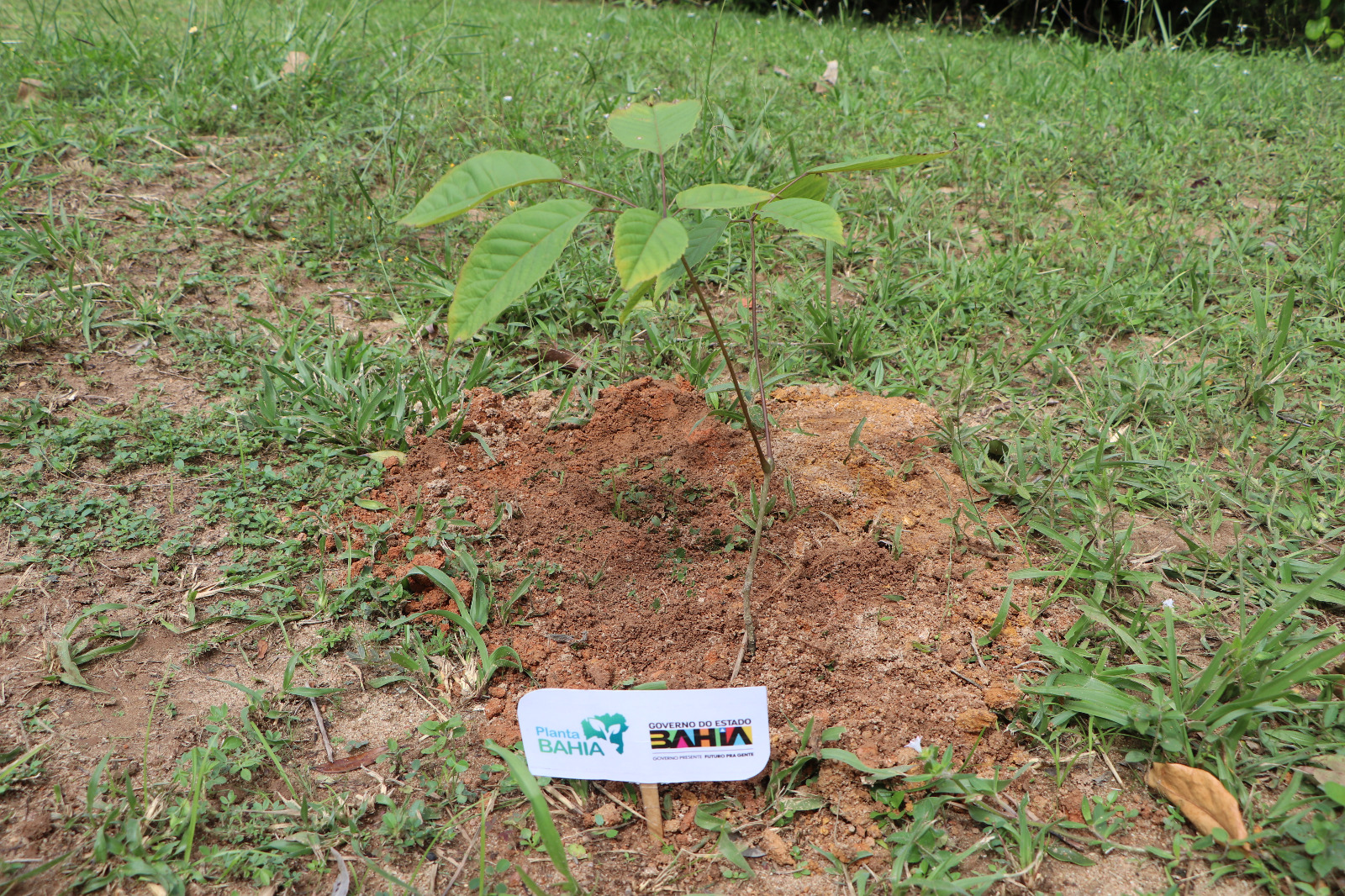 SDE promove plantio de árvore em ação alinhada à agenda internacional da ONU e combate à desertificação