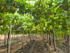  Vinícola Terra Nova_MioloGroup - créditos Marcos Braga/Ascom SDE