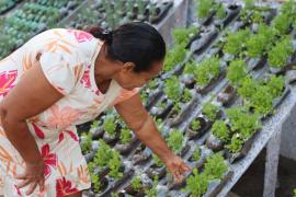 Parceria entre o Governo da Bahia e a Solar Coca-Cola entrega primeira horta sustentável em Feira de Santana