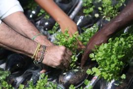 Parceria entre o Governo da Bahia e a Solar Coca-Cola entrega primeira horta sustentável em Feira de Santana